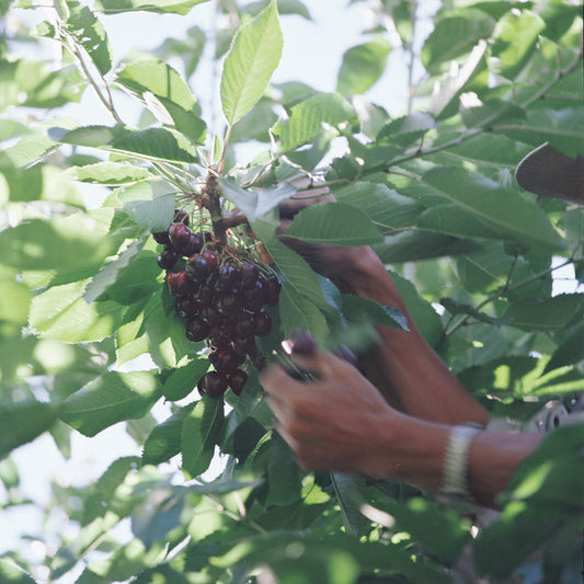 5 lbs Premium Dark Sweet Cherries PORTLAND AREA PICK-UP